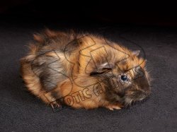 Introducing Genevieve, the Abyssinian guinea pig!