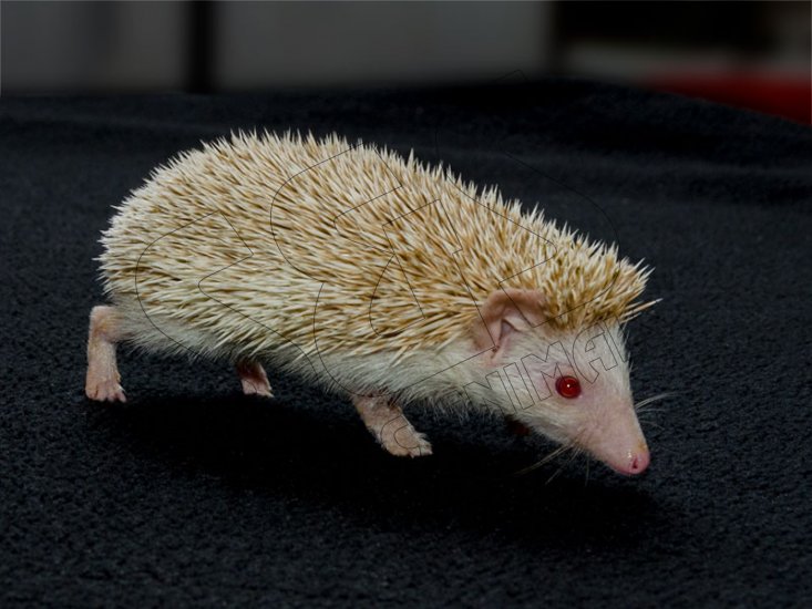 Say hello to Nate, the apricot hedgehog! - Click Image to Close