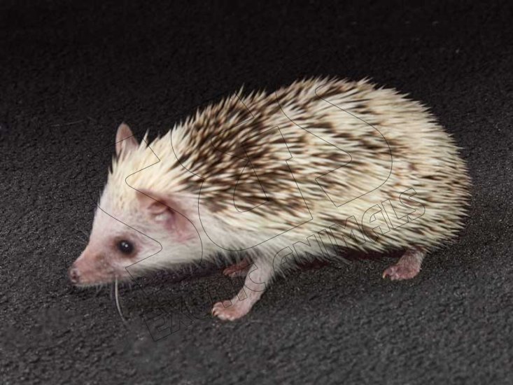 Welcome Shauna, the pinto hedgehog! - Click Image to Close