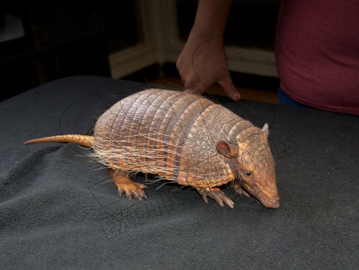 Welcome Arleen, the six banded armadillo! - Click Image to Close