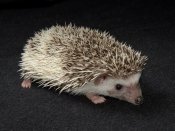 Introducing Abigail, the pinto hedgehog!