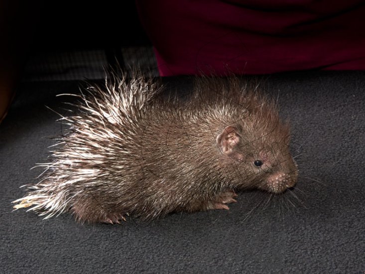 Meet Collette, the Indian crested porcupine! - Click Image to Close