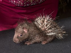 Welcome Collin, the Indian crested porcupine!