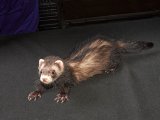 Say hello to Finn, the sable mask ferret!