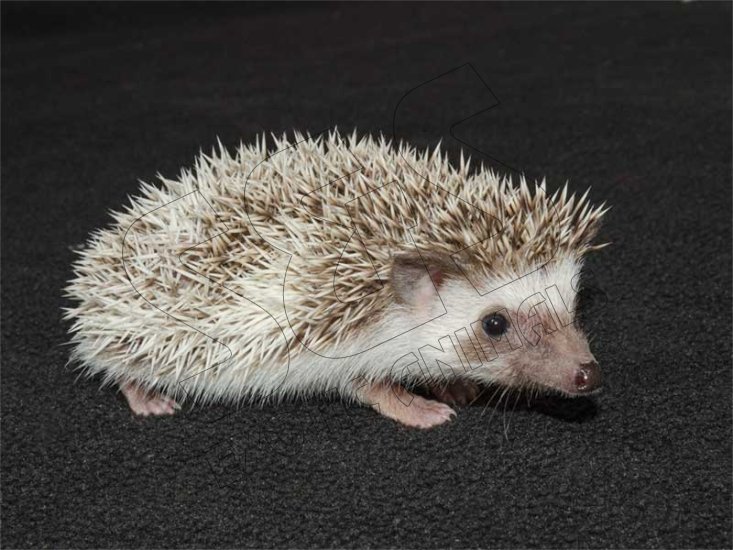 Please welcome Jane, the salt & pepper pinto hedgehog! - Click Image to Close