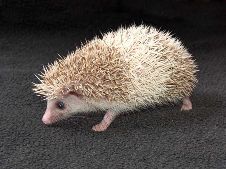 Meet Collin, the cinnamon pinto hedgehog! - Click Image to Close