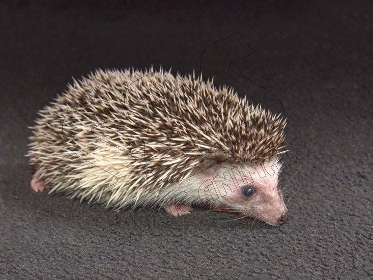 Introducing Buford, the salt & pepper hedgehog! - Click Image to Close