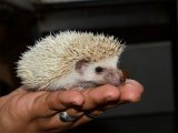 Meet Amy, the cinnamon pinto hedgehog!