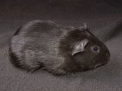 Welcome Gretta, the black guinea pig!
