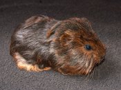 Introducing Gavin, the American guinea pig!