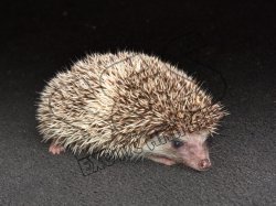 Say hello to Carl, the cinnamon pinto hedgehog!