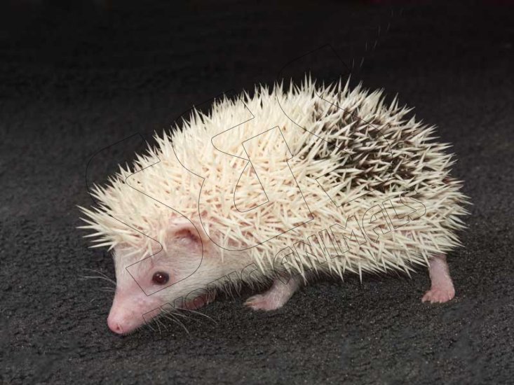 Meet Randi, the pinto hedgehog! - Click Image to Close