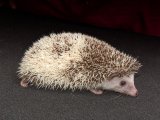 Meet Jerome, the pinto hedgehog!