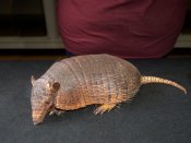 Meet Angie, the six banded armadillo!