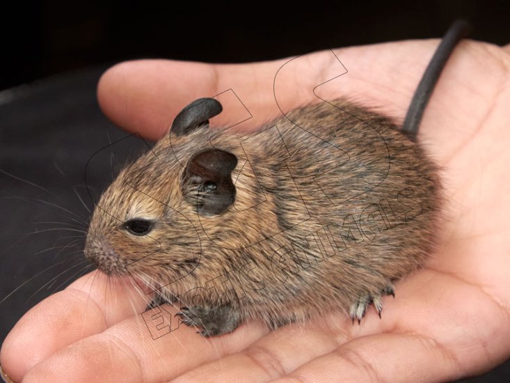 Welcome Dean, the brown degu! - Click Image to Close