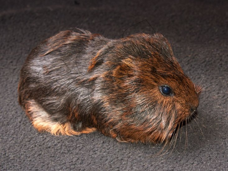 Introducing Gavin, the American guinea pig! - Click Image to Close