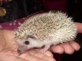 Say hello to Clair, the cinnamon pinto hedgehog!