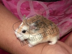 Meet Roman, the Roborovski hamster!