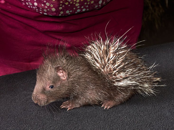 Welcome Collin, the Indian crested porcupine! - Click Image to Close