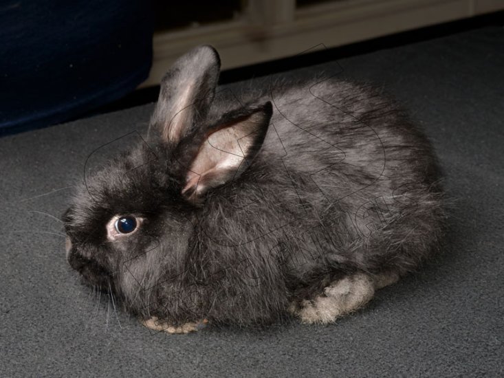 Meet Amelia, the satin Angora bunny! - Click Image to Close