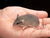 Introducing Sophia, the dwarf spiny mouse!