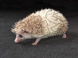 Meet Collin, the cinnamon pinto hedgehog!