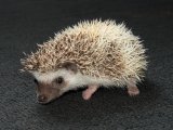 Welcome Phillip, the cinnamon pinto hedgehog!
