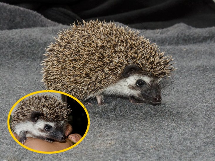 Meet Justin, the badger hedgehog! - Click Image to Close
