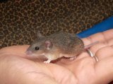 Welcome Sawyer, the dwarf spiny mouse!