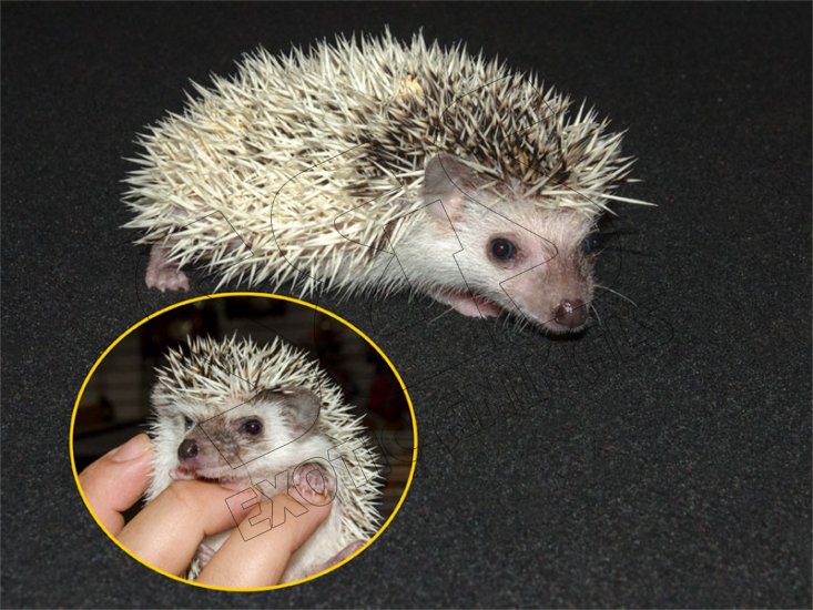 Introducing Patsy, the salt & pepper pinto hedgehog! - Click Image to Close