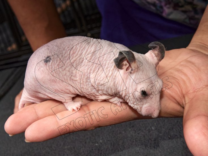 Meet Lexi, the hairless hamster! - Click Image to Close