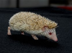 Say hello to Nate, the apricot hedgehog!