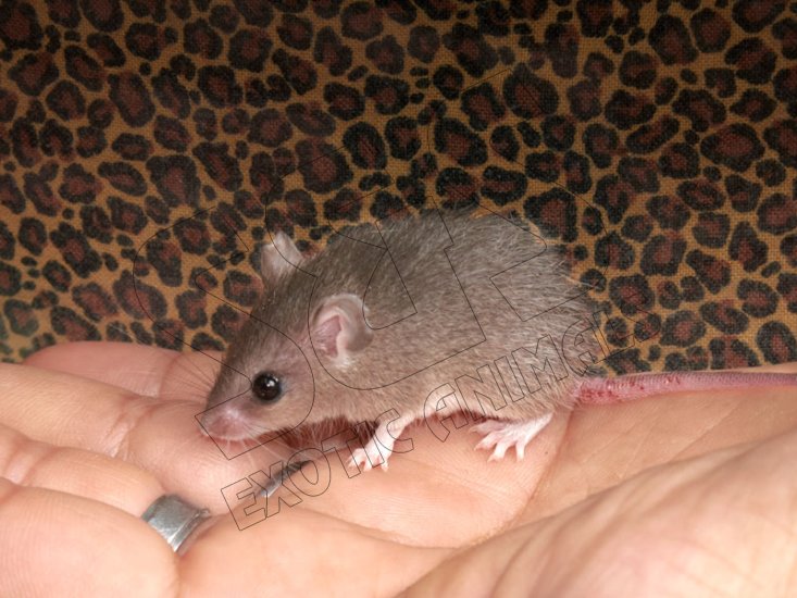 Say hello to Stella, the dwarf spiny mouse! - Click Image to Close