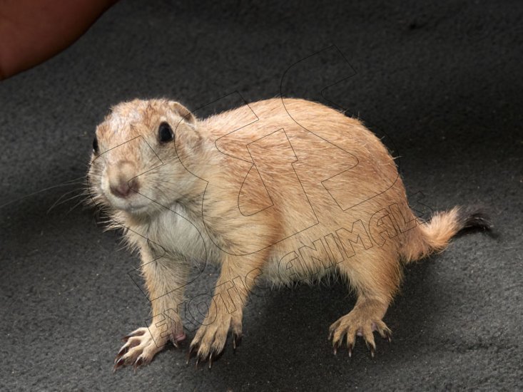 Welcome Paige, the prairie dog! - Click Image to Close