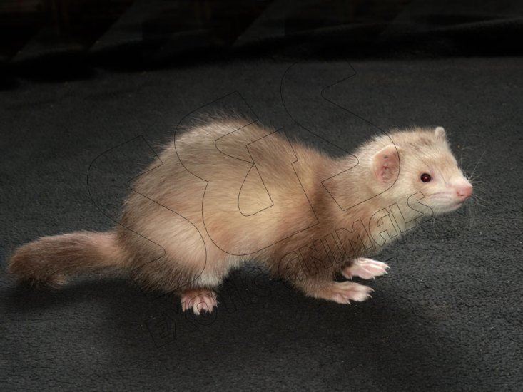 Meet Farrah, the cinnamon ferret! - Click Image to Close