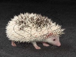 Welcome Simon, the pinto hedgehog!