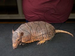 Meet Angie, the six banded armadillo!