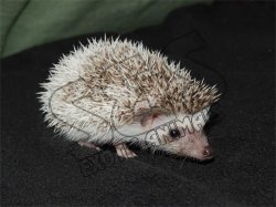 Say hello to Grace, the cinnamon pinto hedgehog!