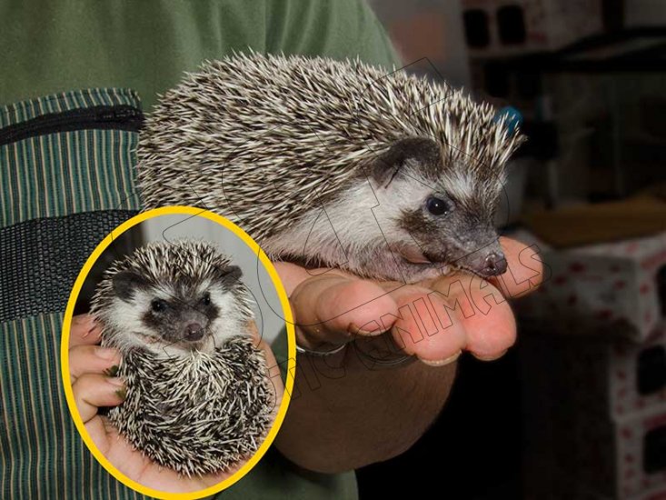 Introducing Jason, the badger hedgehog! - Click Image to Close