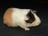 Meet Serenity, the tri-color guinea pig!