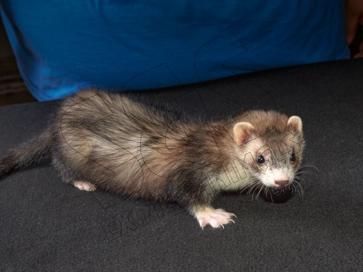 Introducing Berta, the blaze ferret! - Click Image to Close