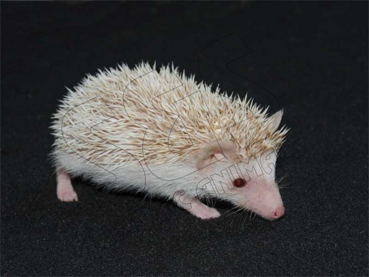 Introducing Flora, the apricot hedgehog! - Click Image to Close