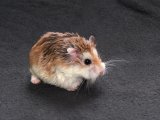 Welcome Reid, the Roborovski hamster!