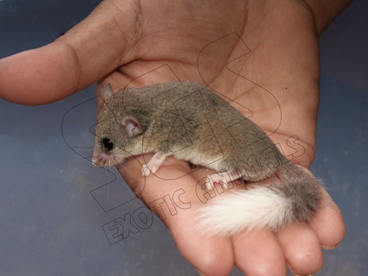 Meet Wynonna, the white tipped dormouse! - Click Image to Close