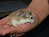 Say hello to Rochelle, the Roborovski hamster!