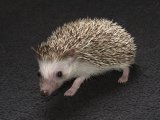 Meet Gabriel, the salt & pepper hedgehog!