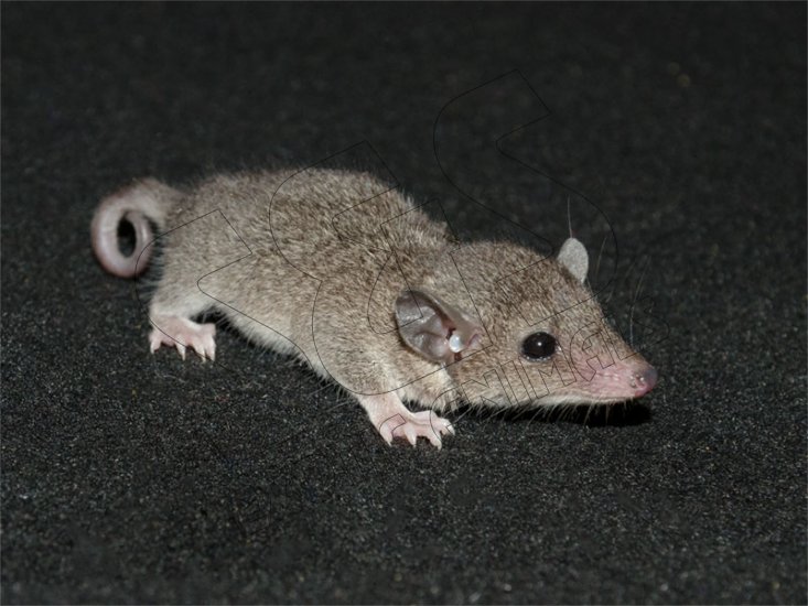 Welcome Steven, the short tail possum! - Click Image to Close