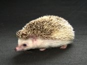 Welcome Lennie, the pinto hedgehog!