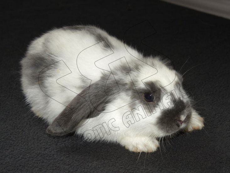 Meet Cecilio, the holland lop! - Click Image to Close