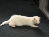 Meet Allyson, the albino ferret!